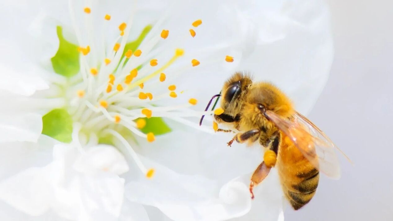 aumento do pênis com picadas de abelha