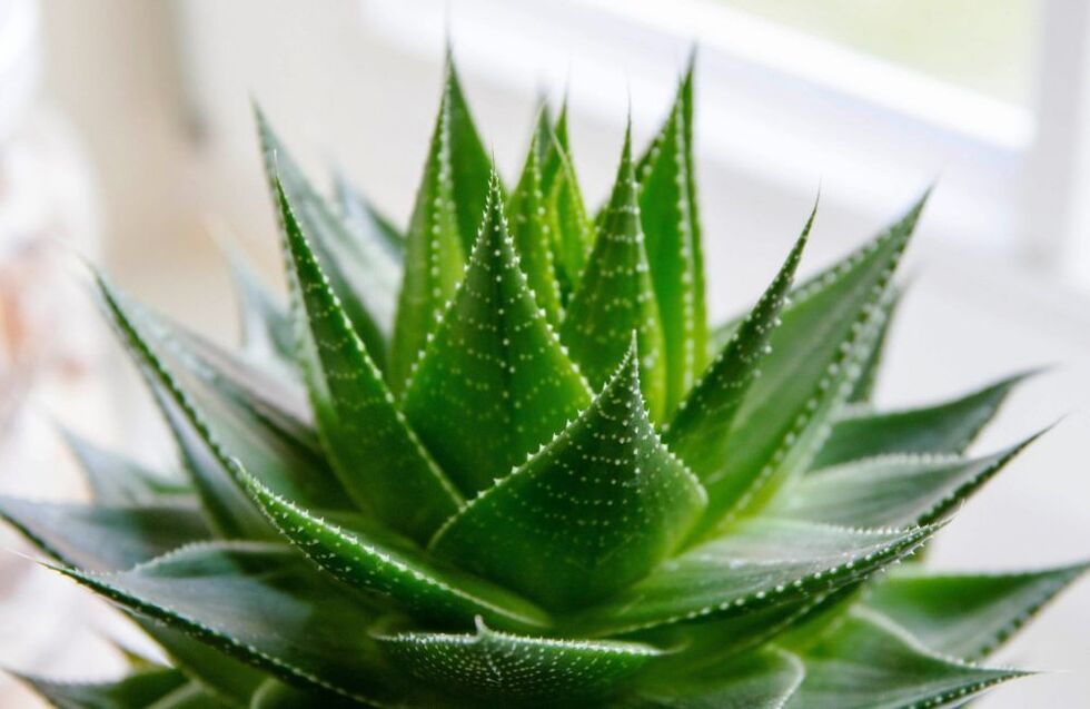 aloe vera para aumentar o pênis
