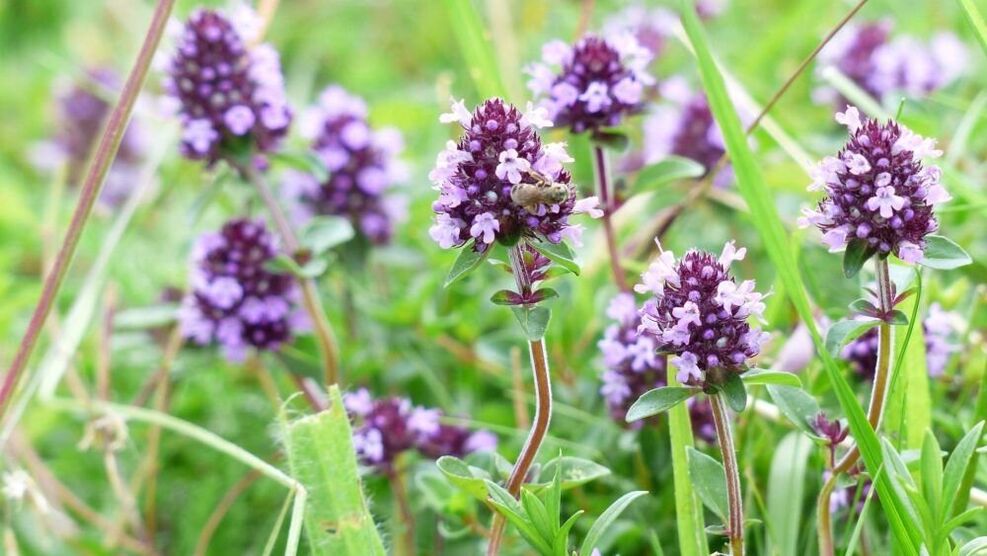 erva de tomilho para aumentar o pênis